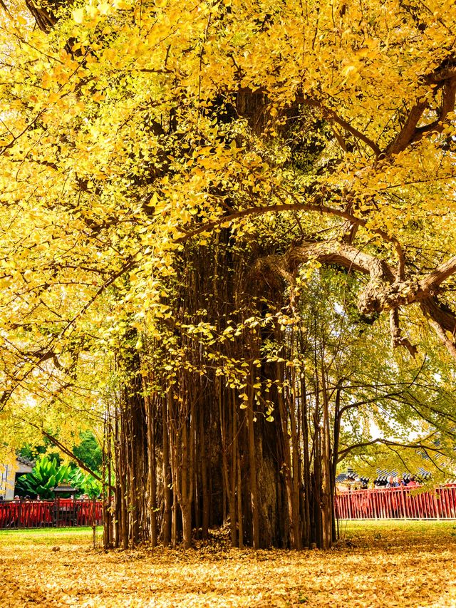 西安古觀音禪寺，銀杏天花板！