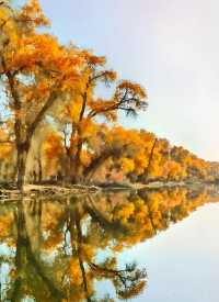 秋天的塔里木胡楊林