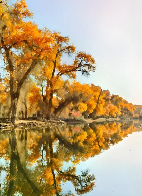 秋天的塔里木胡楊林 秋天的塔里木胡楊林