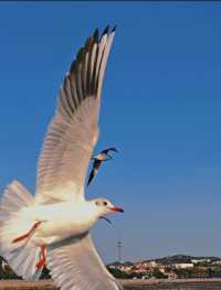 青島·冬日鷗語