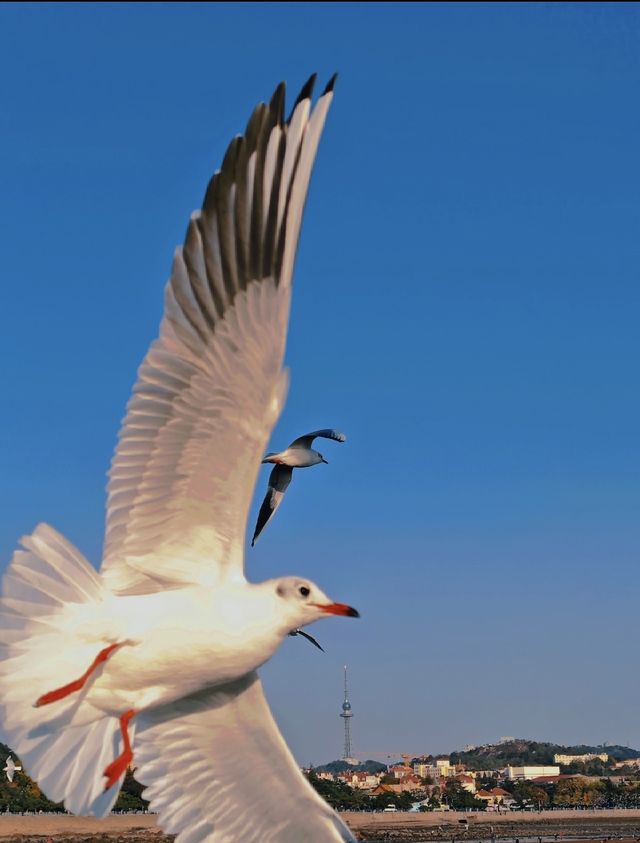 青島·冬日鷗語