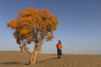 2025南疆庫車_喀什十天胡楊遊