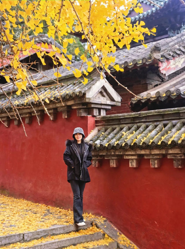 登封最佳銀杏拍攝地