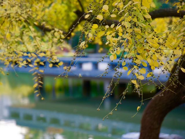 深秋「好色」去上海植物園 深秋「好色」去上海植物園