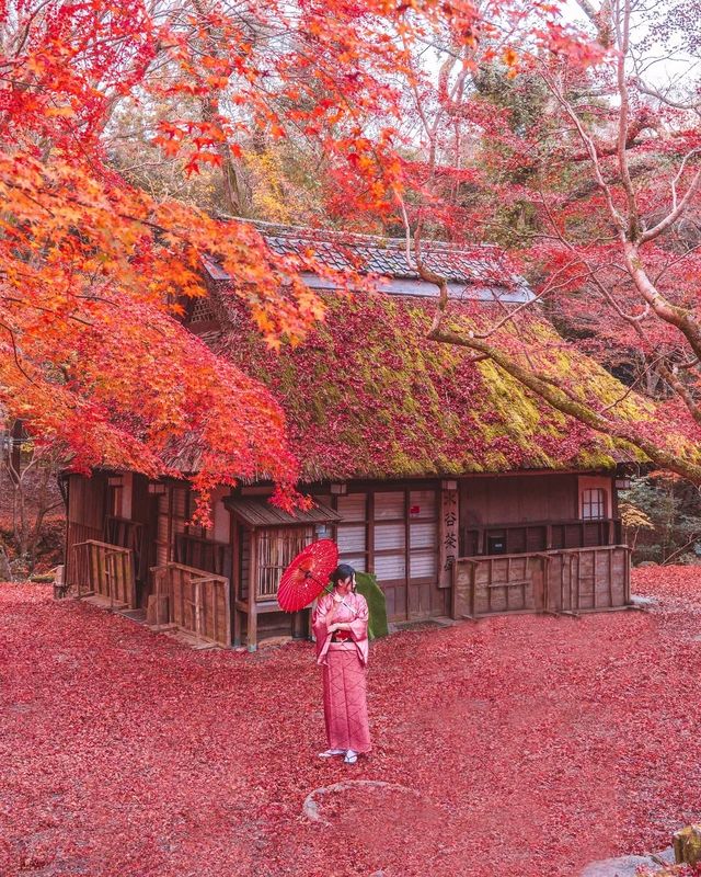 奈良秋季紅葉打卡指南收藏這篇就夠了！