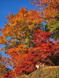 關東絕景!高尾山紅葉狩全攻略錯過再等一年