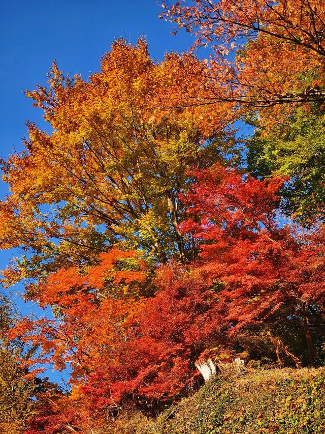 關東絕景!高尾山紅葉狩全攻略錯過再等一年 關東絕景!高尾山紅葉狩全攻略錯過再等一年