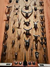 Shanghai Natural History Museum: Dinosaur Vibes & Stunning Artwork 🦖🦋