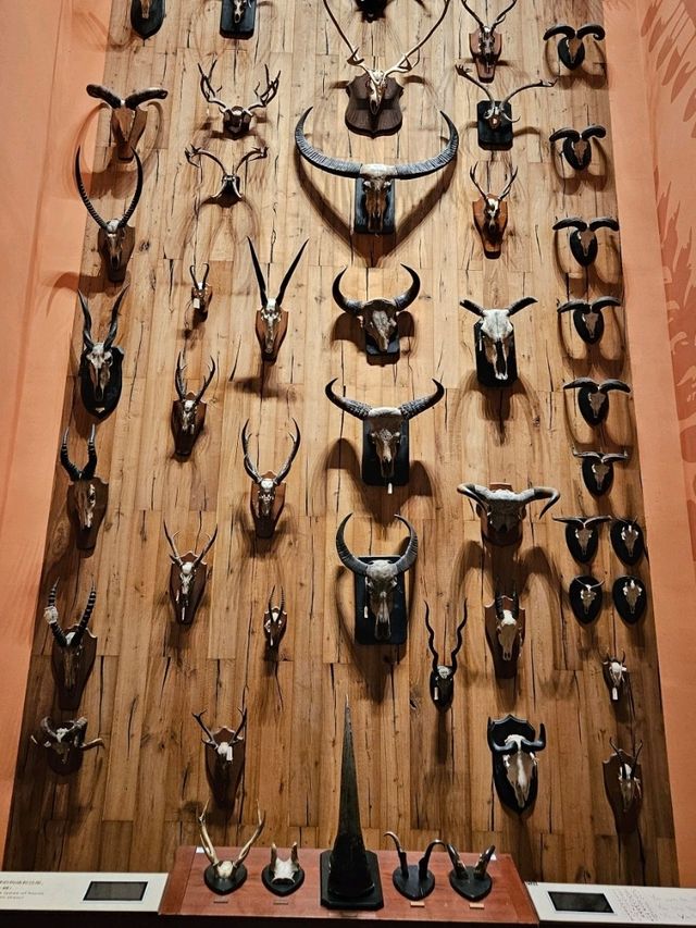 Shanghai Natural History Museum: Dinosaur Vibes & Stunning Artwork 🦖🦋 Shanghai Natural History Museum: Dinosaur Vibes & Stunning Artwork 🦖🦋