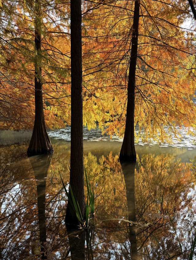 燕雀湖+明孝陵隱藏路線！99%人不知道的絕美秘境
