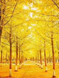 就在廣東1h直達親子溫泉銀杏兩日遊