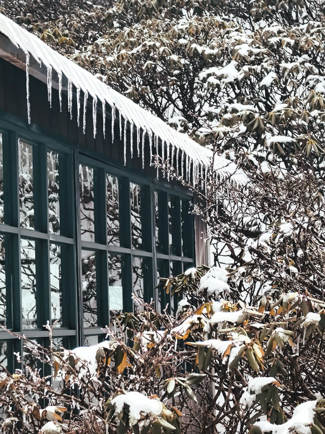 大理蒼山·11.21初雪驚喜攻略·冰雪浪漫速遞  臨時起意·搶佔雪景C位 11.21的蒼山，