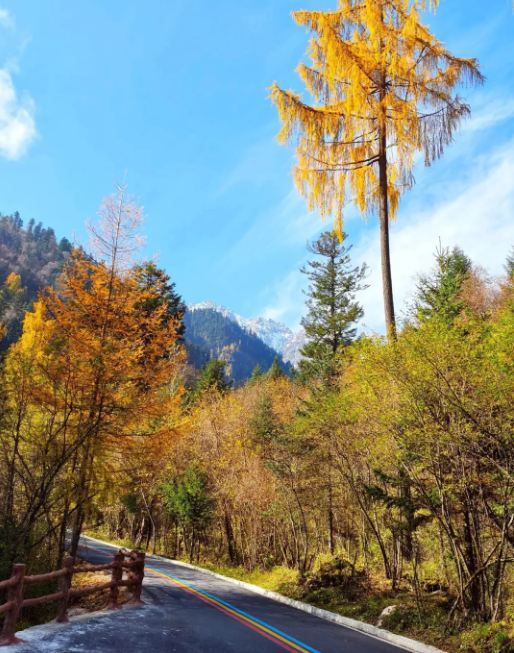 秋日限定甘南等地要去錯過等一年