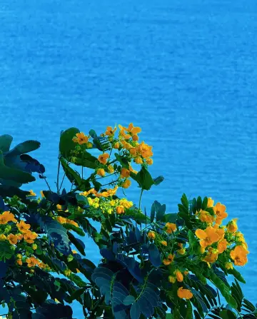 Shenzhen Dameisha Seaside Relaxing Citywalk Route