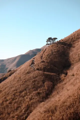 武功山的秋天是金色的