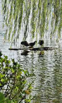 別擠瑞金!東郊賓館藏秋日秘境 免費好拍人超少