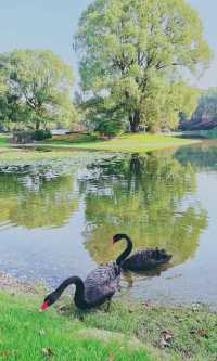 別擠瑞金!東郊賓館藏秋日秘境 免費好拍人超少