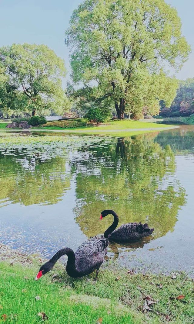 別擠瑞金!東郊賓館藏秋日秘境 免費好拍人超少 別擠瑞金!東郊賓館藏秋日秘境 免費好拍人超少
