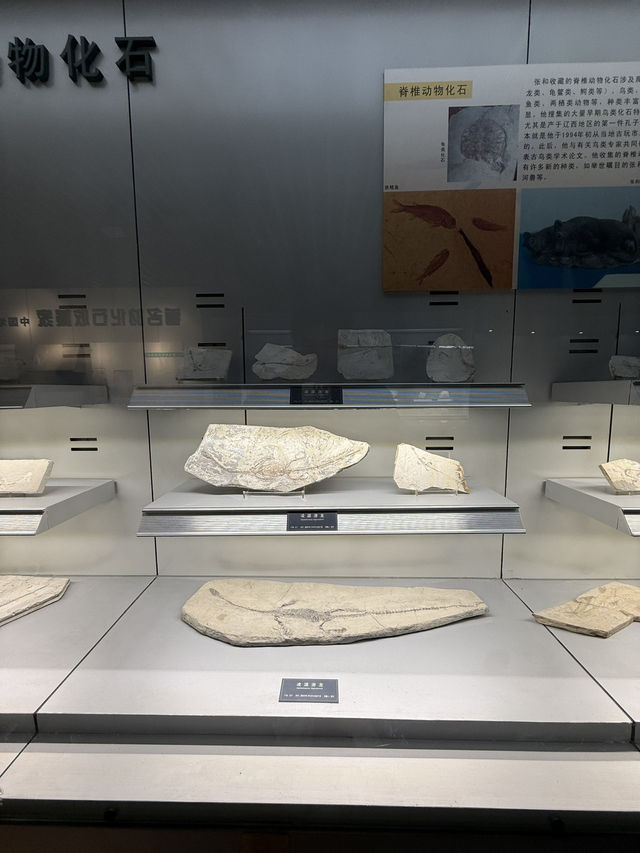 武漢 / 中國地質大學逸夫博物館