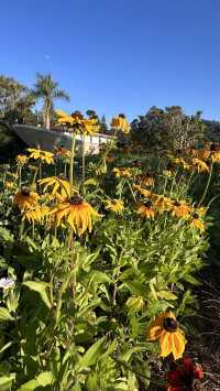 梅子湖花箋｜冬日限定的溫柔詩篇
