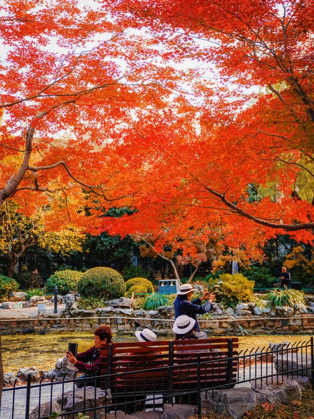 又是一年楓葉紅時魯迅公園賞楓攻略來啦！