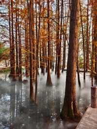 「武漢賞秋」一日遊仙境攻略~
