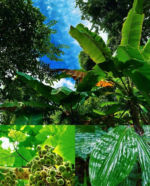 勐臘旅居優選！這家智能酒店，承包你的雨林漫遊與地道風味