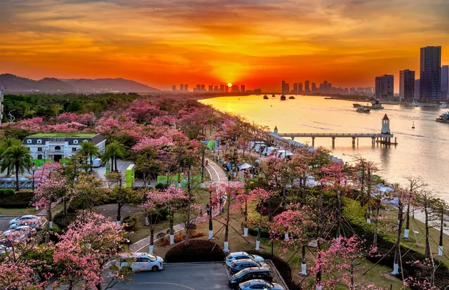 橫琴花海長廊異木棉最佳機位 橫琴花海長廊異木棉最佳機位