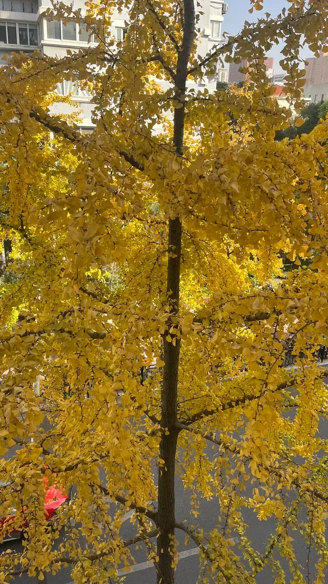 11月28日實況!局門路銀杏濃度已達85% 11月28日實況!局門路銀杏濃度已達85%