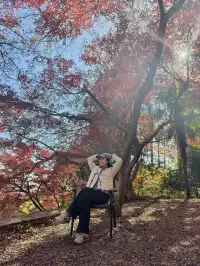 留住秋天的一百種方式之莫干山的楓葉