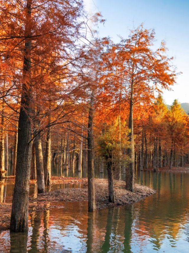 我的寧國紅杉林賞秋手記 我的寧國紅杉林賞秋手記