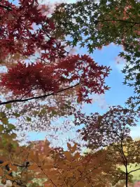 名古屋的秋東山 犬山 真的很好拍~