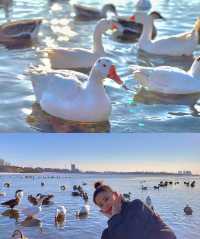 瀋陽鳥島遊玩攻略  景點概況  瀋陽鳥島是渾河水系中的天然島嶼，佔地面積49.26公頃，東北亞候鳥遷