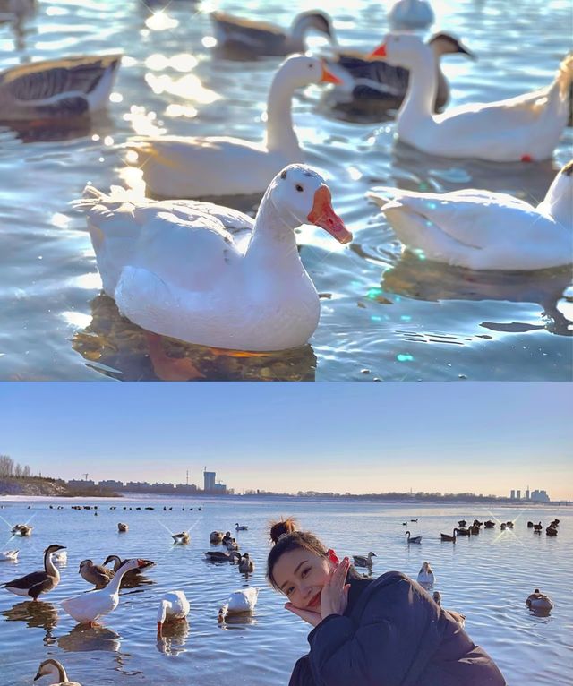 瀋陽鳥島遊玩攻略  景點概況  瀋陽鳥島是渾河水系中的天然島嶼，佔地面積49.26公頃，東北亞候鳥遷