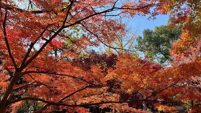 上海賞楓絕佳地標