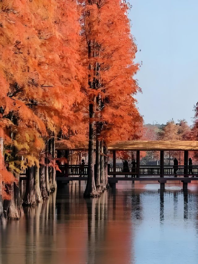 上海青西郊野公園水杉紅了I人必打卡的魔童話森林! 上海青西郊野公園水杉紅了I人必打卡的魔童話森林!