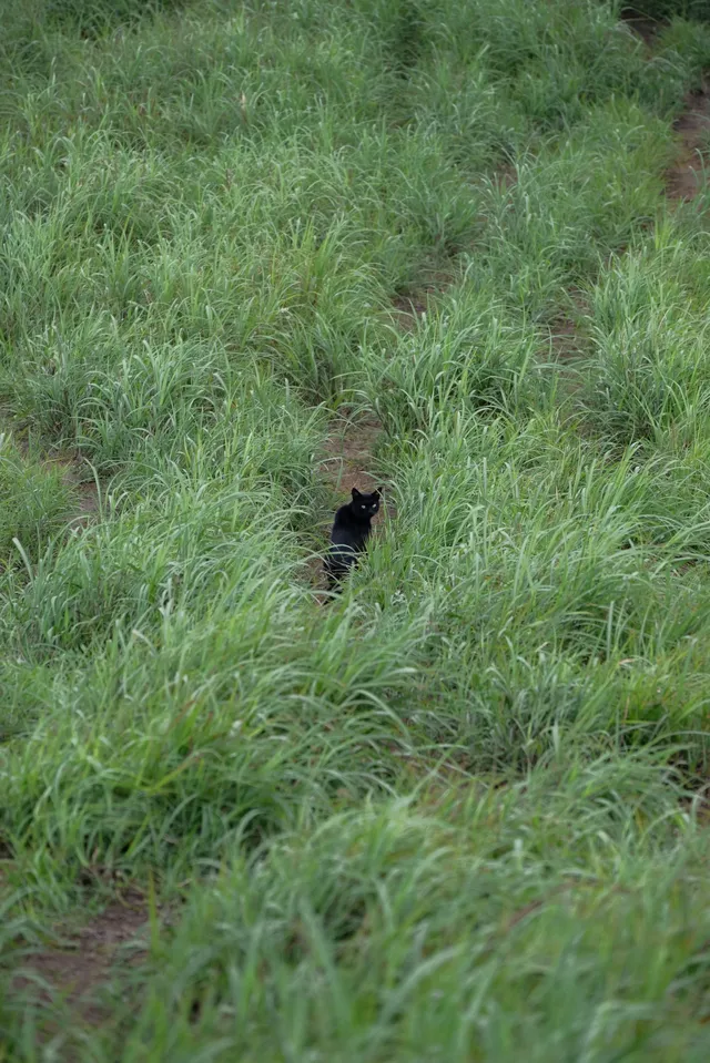 你問我什麼是自由?是七月底的武功山 你問我什麼是自由?是七月底的武功山