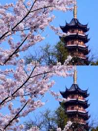 總要去趟雞鳴寺吧 赴一場浪漫之約