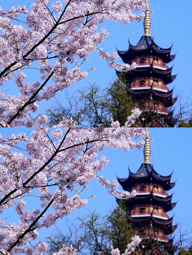 總要去趟雞鳴寺吧 赴一場浪漫之約 總要去趟雞鳴寺吧 赴一場浪漫之約