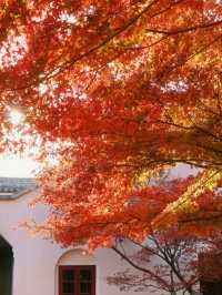 上海魯迅公園｜初冬限定！這片紅楓林美到窒息