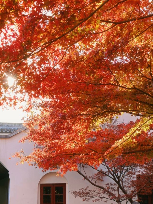 上海魯迅公園｜初冬限定！這片紅楓林美到窒息