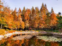 11.27實拍!和平公園的秋天比濾鏡還絕!