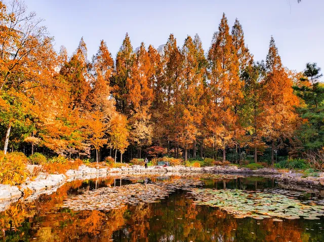 11.27實拍!和平公園的秋天比濾鏡還絕! 11.27實拍!和平公園的秋天比濾鏡還絕!