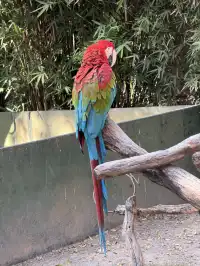 上海野生動物園衝了
