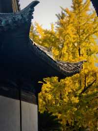 上海小眾銀杏秘境攻略