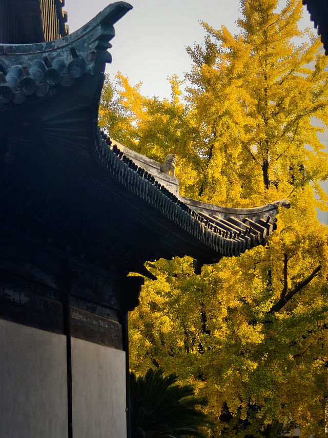 上海小眾銀杏秘境攻略 上海小眾銀杏秘境攻略