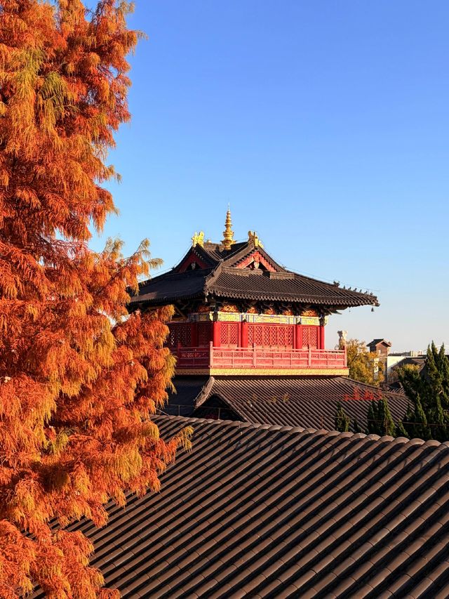 魔都周邊賞秋秘境｜廣富林的紅楓太絕了人少景美快衝！