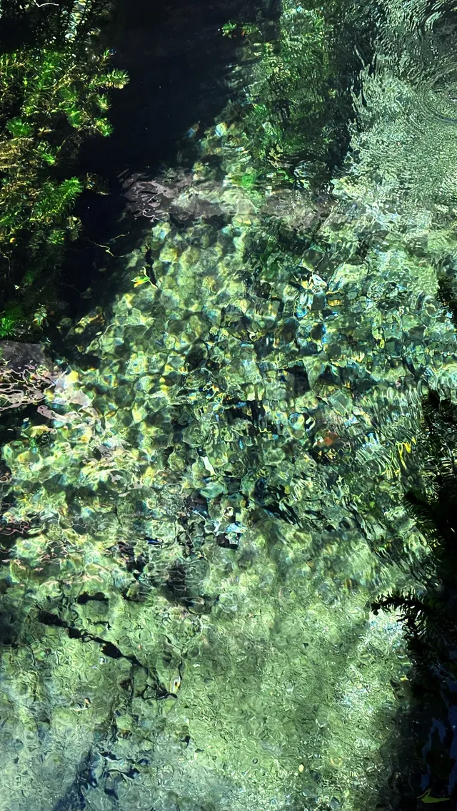 濟南五龍潭I live 這裡的泉水會“發光” 濟南五龍潭I live 這裡的泉水會“發光”