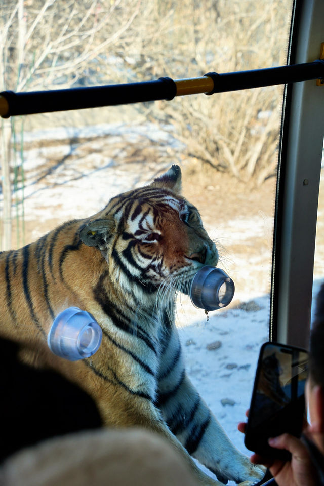 哈爾濱必打卡!東北虎林園與百獸之王0距離接觸! 哈爾濱必打卡!東北虎林園與百獸之王0距離接觸!