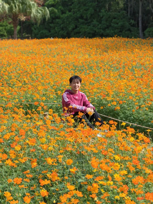 深圳羅湖市區浪漫黃色花海|東湖公園黃秋英 深圳羅湖市區浪漫黃色花海|東湖公園黃秋英